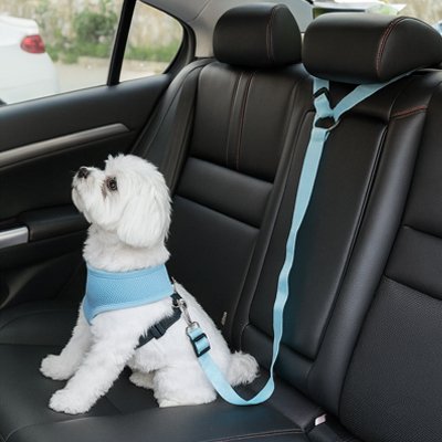 Ceinture de sécurité pour chien | TravelSecure™