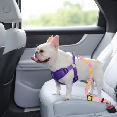 Ceinture de sécurité pour chien | TravelSafe™