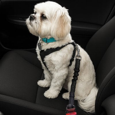 Ceinture de sécurité pour chien