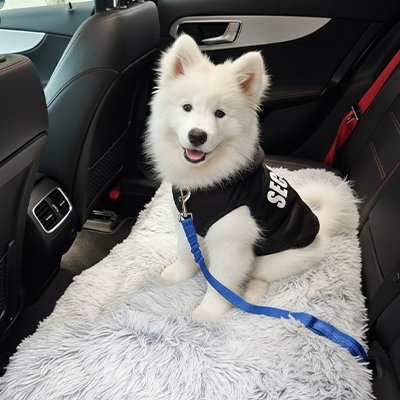 Ceinture de sécurité pour chiens